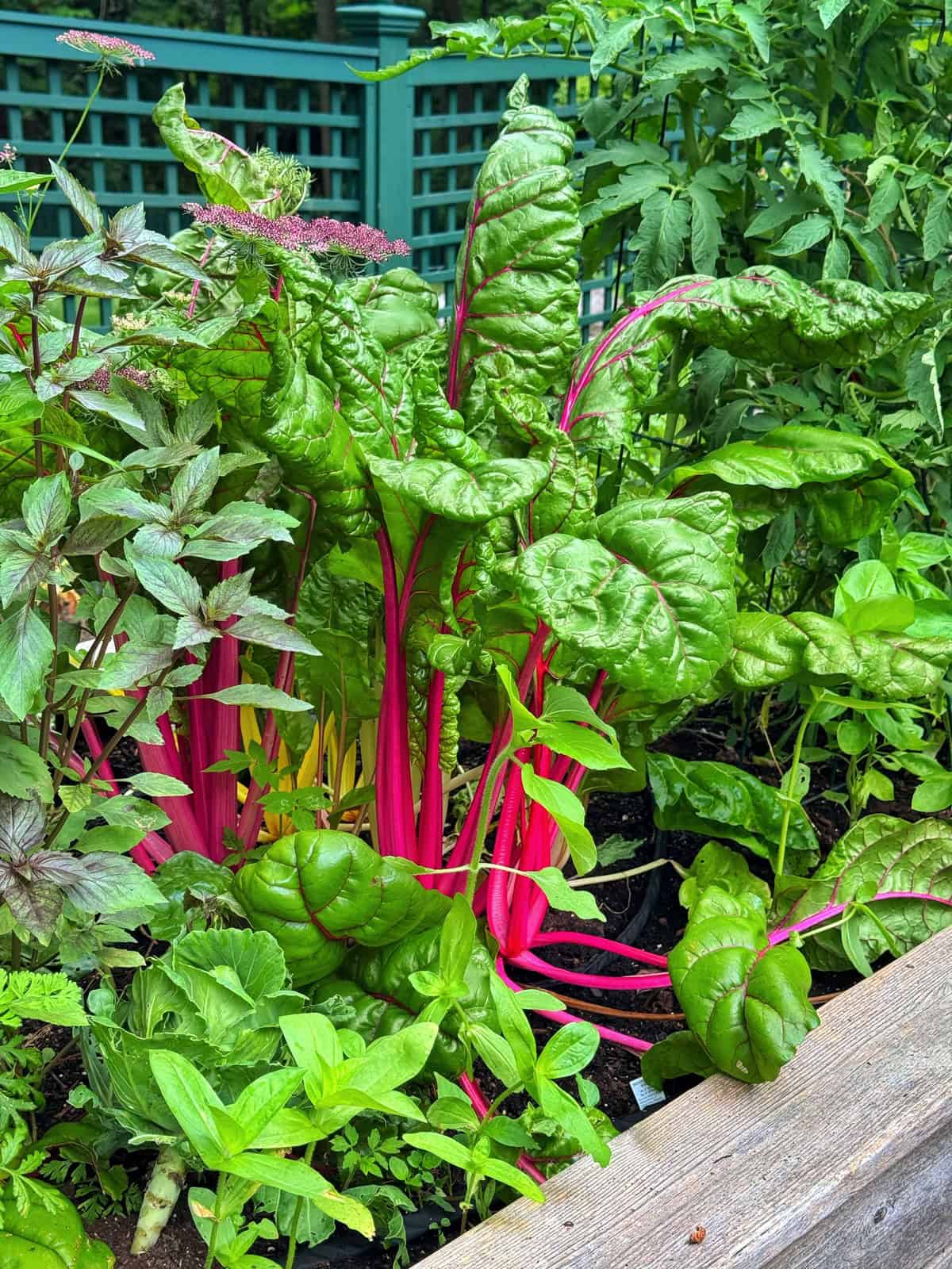 Bright green Swiss chard with vibrant pink stems grows in a garden bed, surrounded by various other leafy plants and greenery, with a green fence in the background.