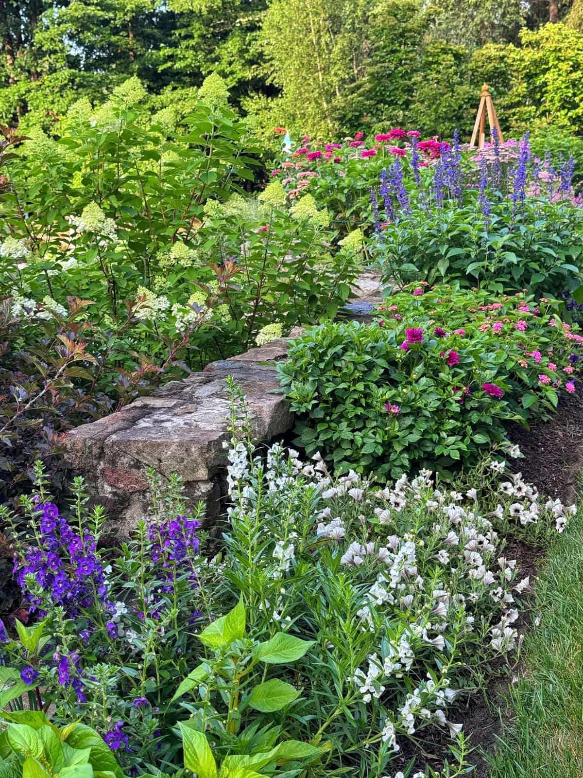 A lush cottage garden with a stone wall, vibrant purple, pink, and white flowers, and dense green foliage on a sunny day.