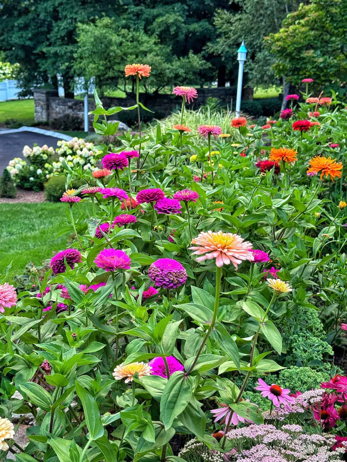 A vibrant garden bed with blooming zinnias in shades of pink, orange, and purple surrounded by lush green foliage, with a manicured lawn and trees in the background.