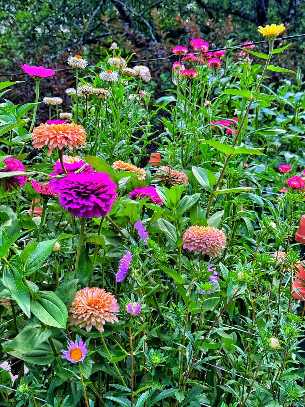 A colorful garden with blooming flowers in shades of pink, purple, and orange, surrounded by lush green leaves and stems, set against a background of trees and foliage.