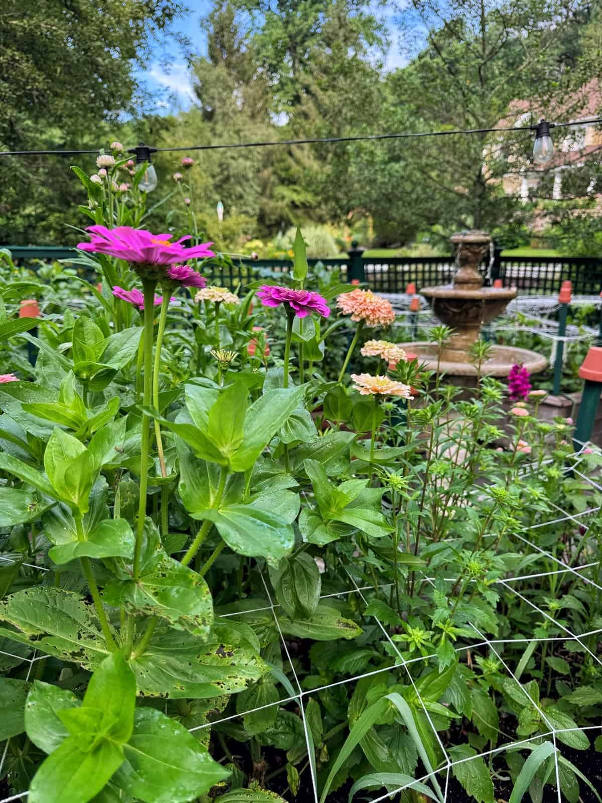 Vibrant pink and orange flowers bloom in a lush garden with a fountain and green trees in the background on a sunny day.