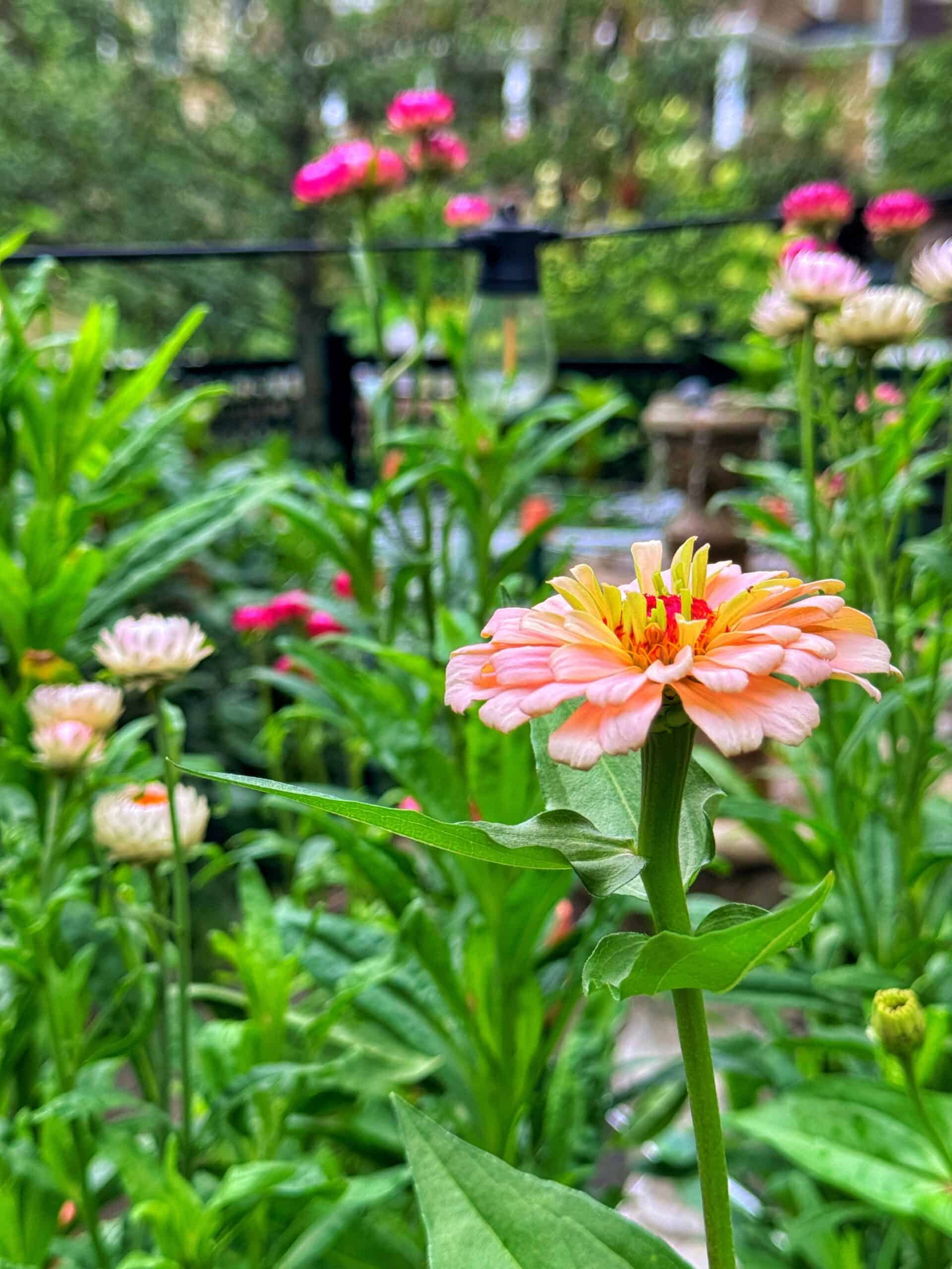 A close-up of a peach and yellow zinnia flower in bloom, surrounded by green leaves and more pink zinnias in a lush garden.