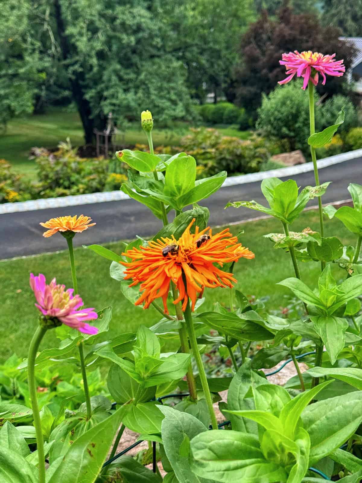 Bright orange and pink flowers blooming among green leaves in a garden, with a bee on the central orange flower. A paved path and lush trees are visible in the background.
