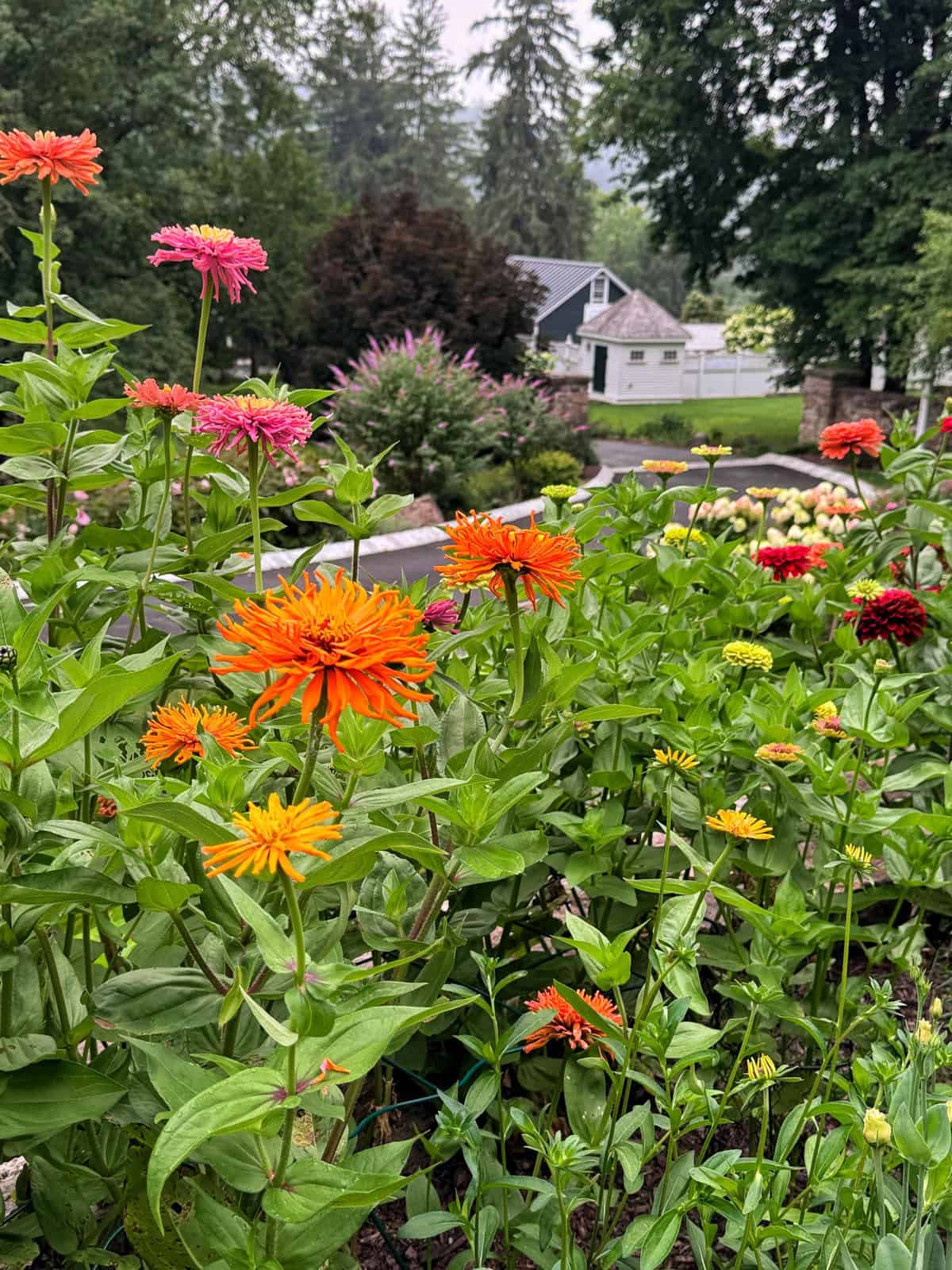 Bright orange, yellow, and pink zinnia flowers bloom in a garden with green leaves. A house, trees, and more flowers appear in the background under a cloudy sky.