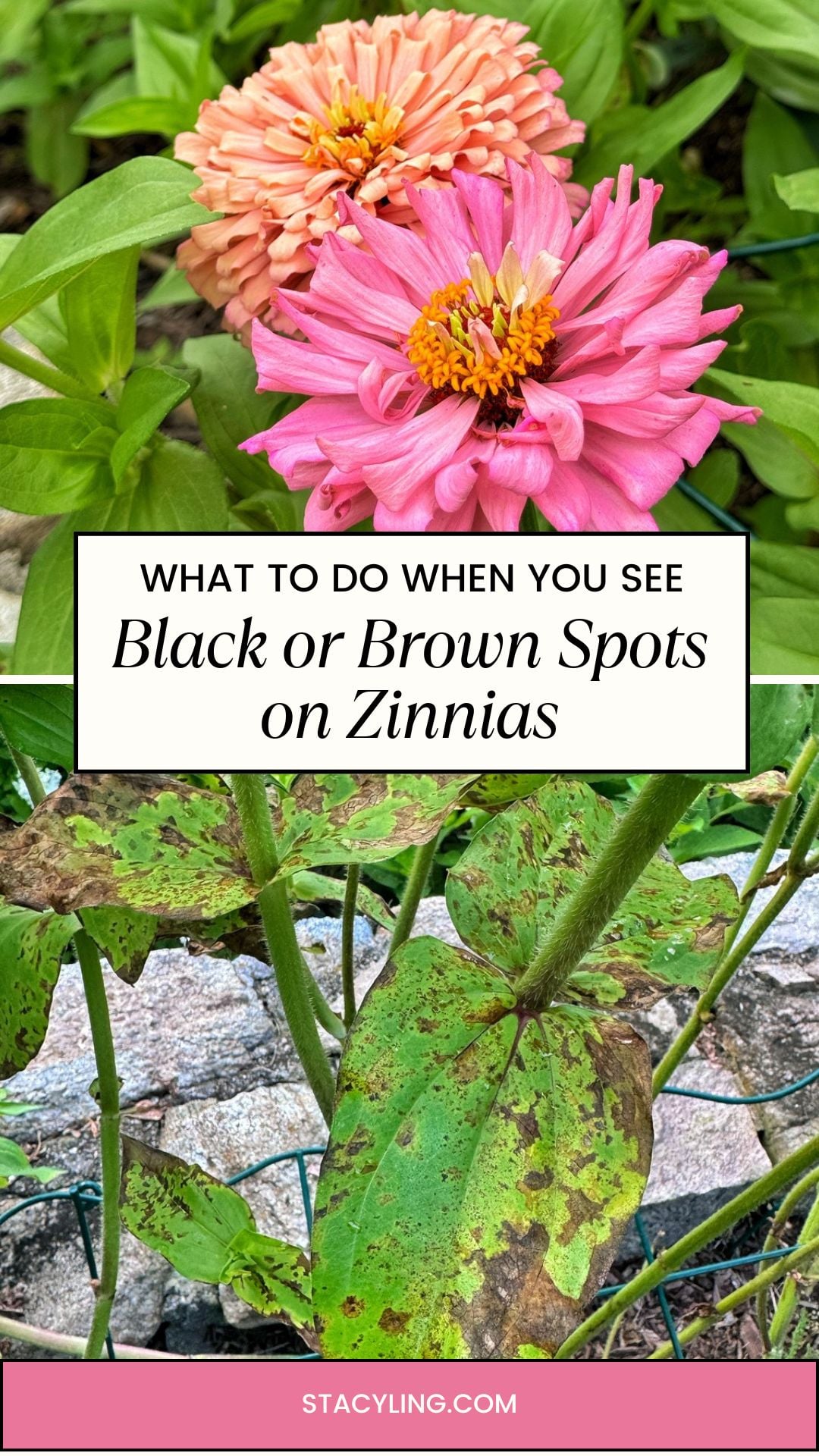 Two vibrant zinnias bloom above a photo showing zinnia leaves with black and brown spots—a classic sign of zinnia leaf spot. A white box in the center reads: “What to do when you see black or brown spots on zinnias.”.