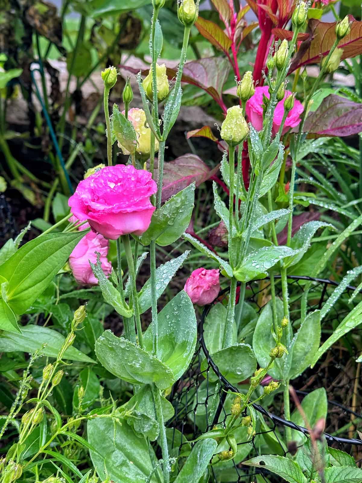 Pink lisianthus flowers and buds covered in raindrops grow among green leaves and a few reddish plants, with a black wire garden fence visible at the bottom.