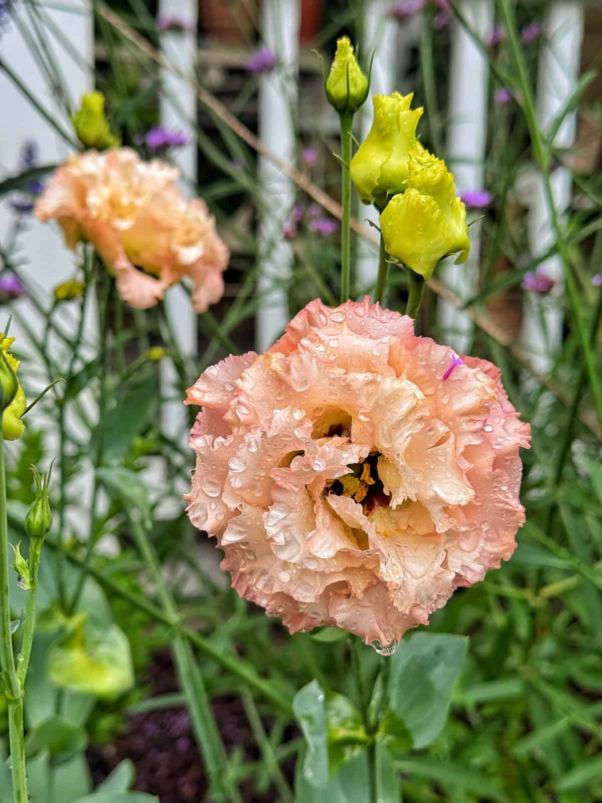 A peach-colored lisianthus flower with ruffled petals covered in water droplets, surrounded by green buds and stems, stands out against a blurred garden background with a white fence.