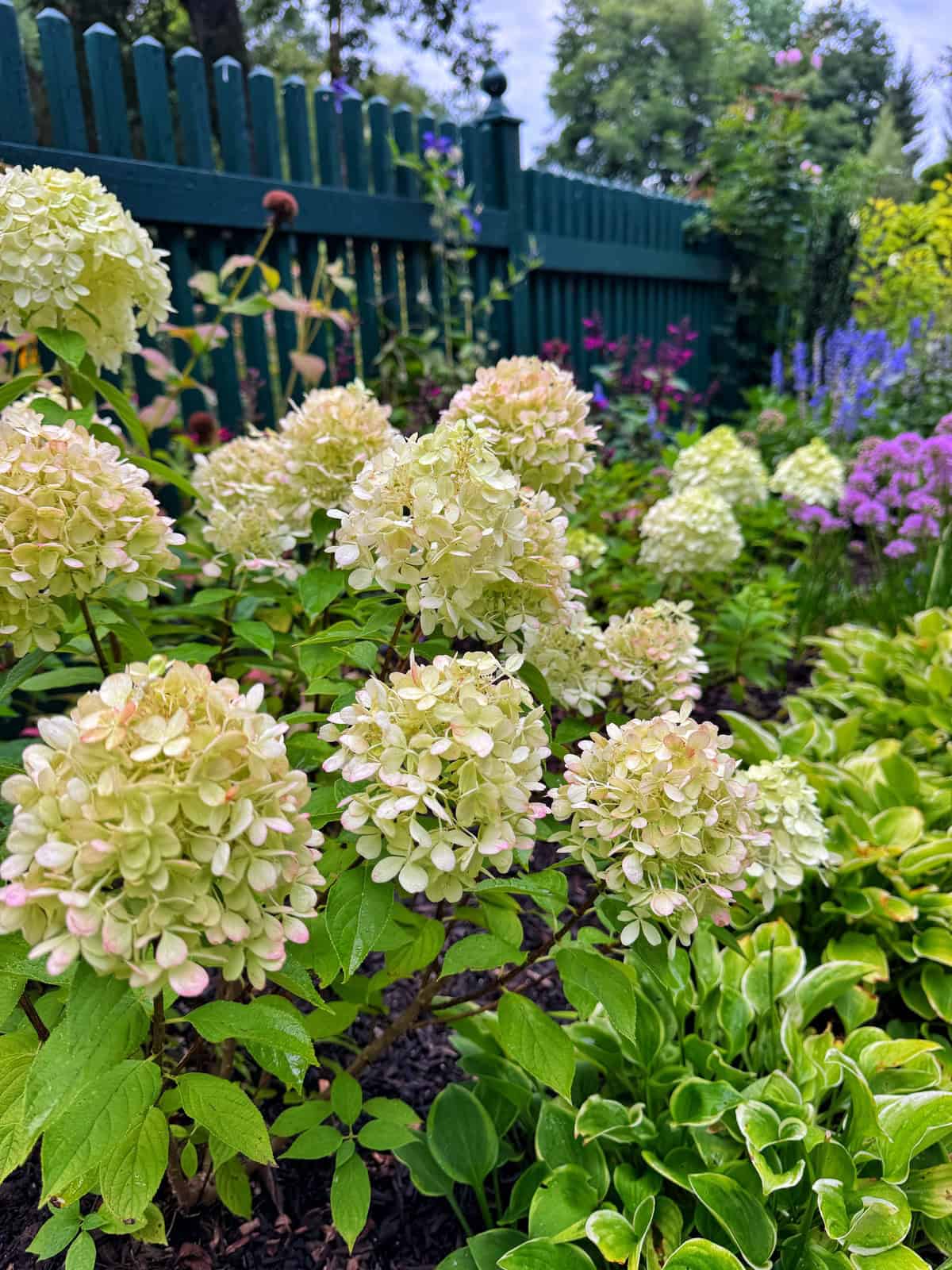 Clusters of pale green hydrangeas bloom in a garden near a green fence, surrounded by lush green foliage and other colorful flowers on a bright day.