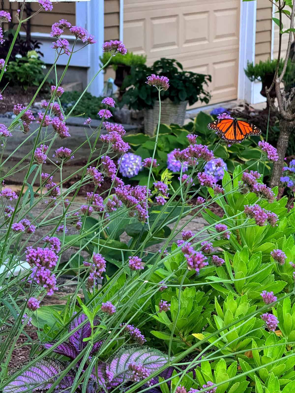 Tall purple flowers in a garden with green foliage, a monarch butterfly in flight, and a tan garage door and potted plants in the background.