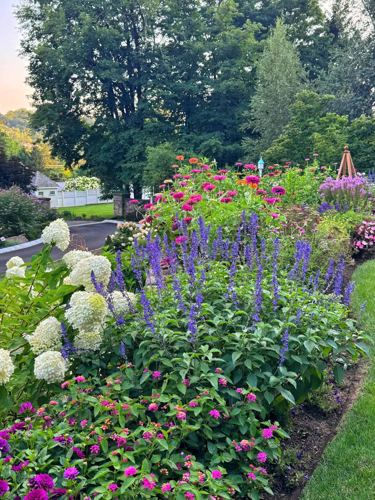 A colorful garden bed with white hydrangeas, purple salvia, and pink flowers, bordered by grass and set against a backdrop of trees and a residential street.