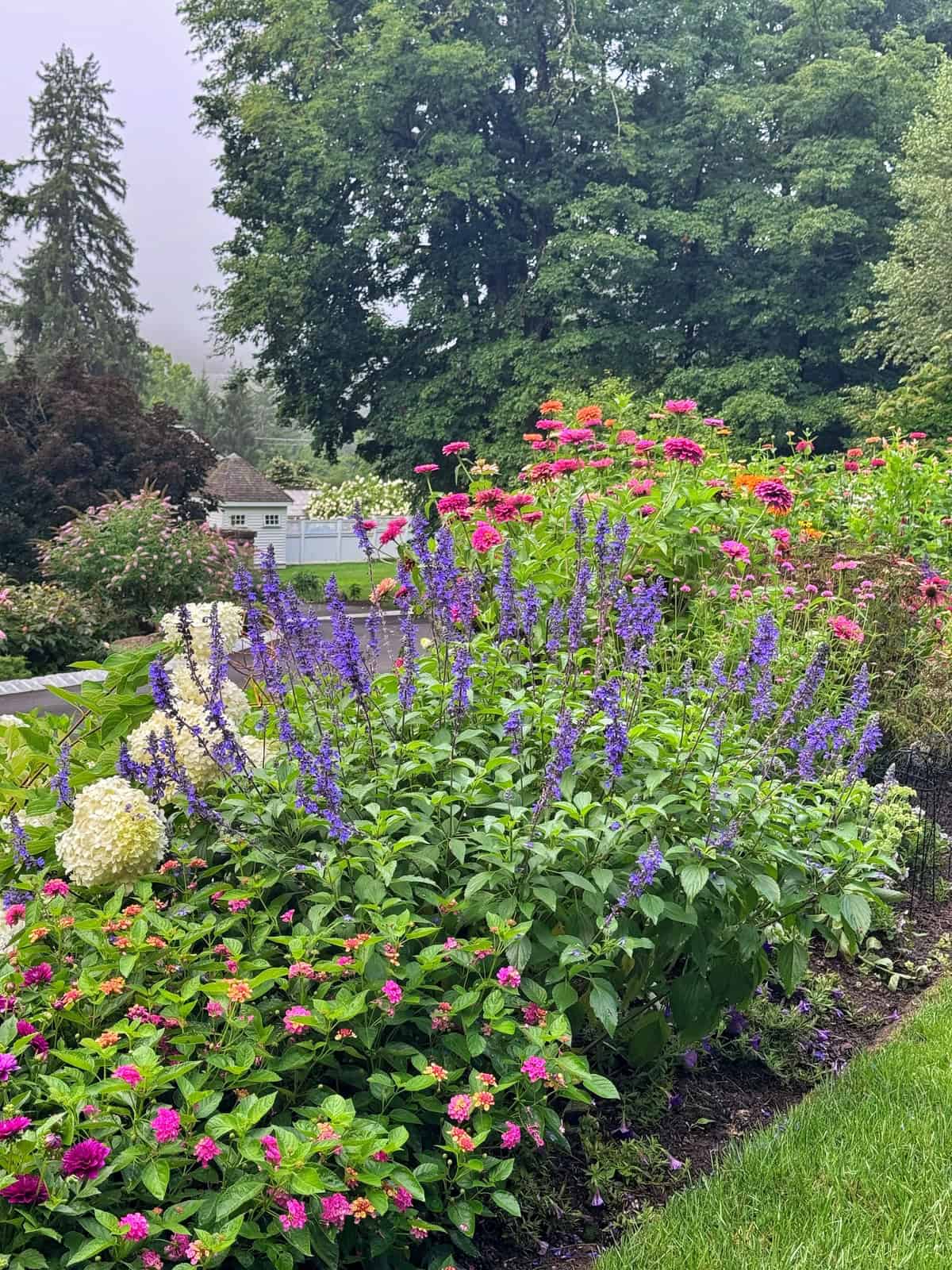 A colorful garden with blooming purple, pink, and white flowers, lush green foliage, and tall trees in the background on a misty day.