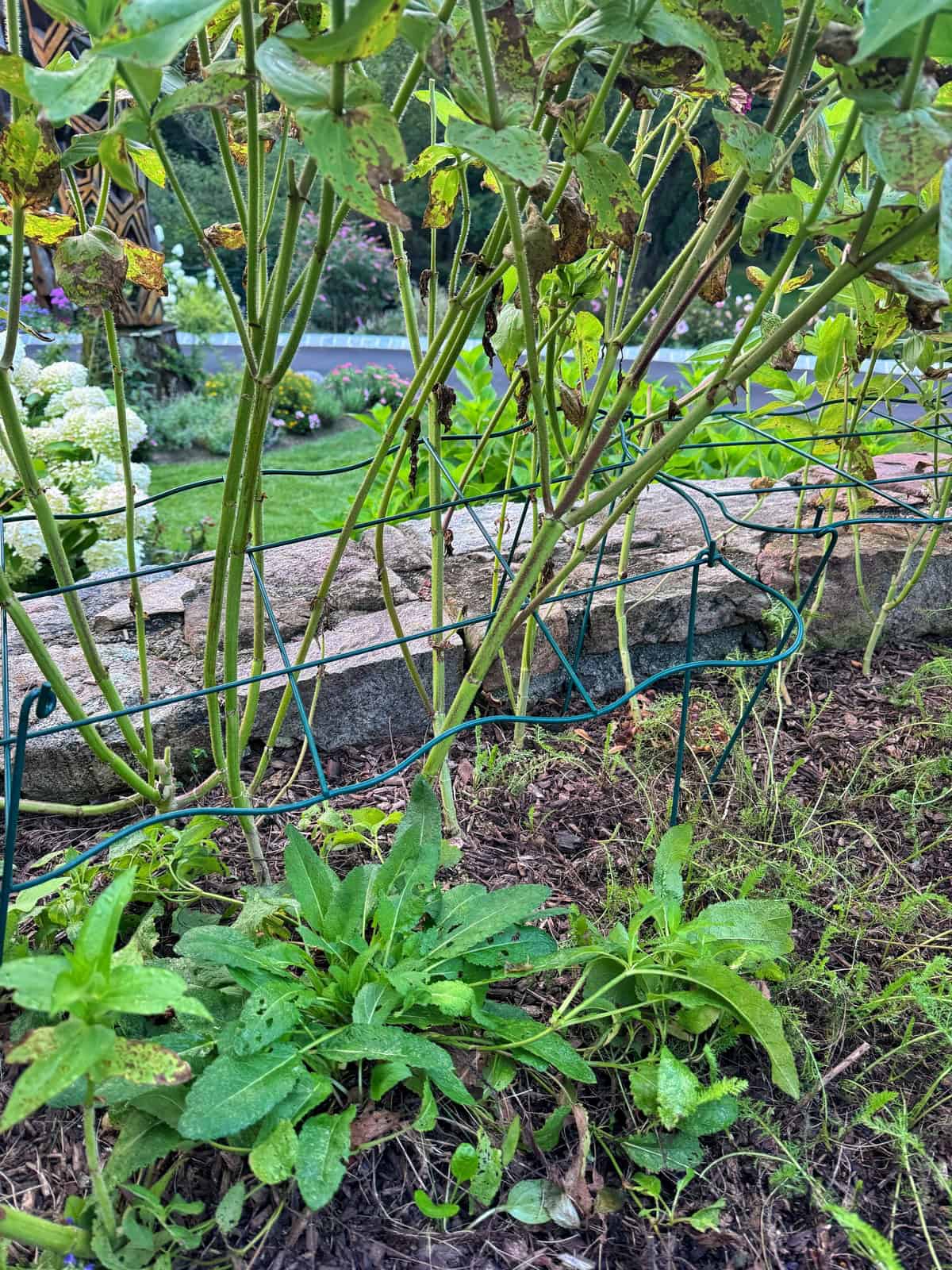 Green plants and tall stems grow behind a wire fence in a garden bed, with some leaves showing spots. A stone wall and more greenery are visible in the background.