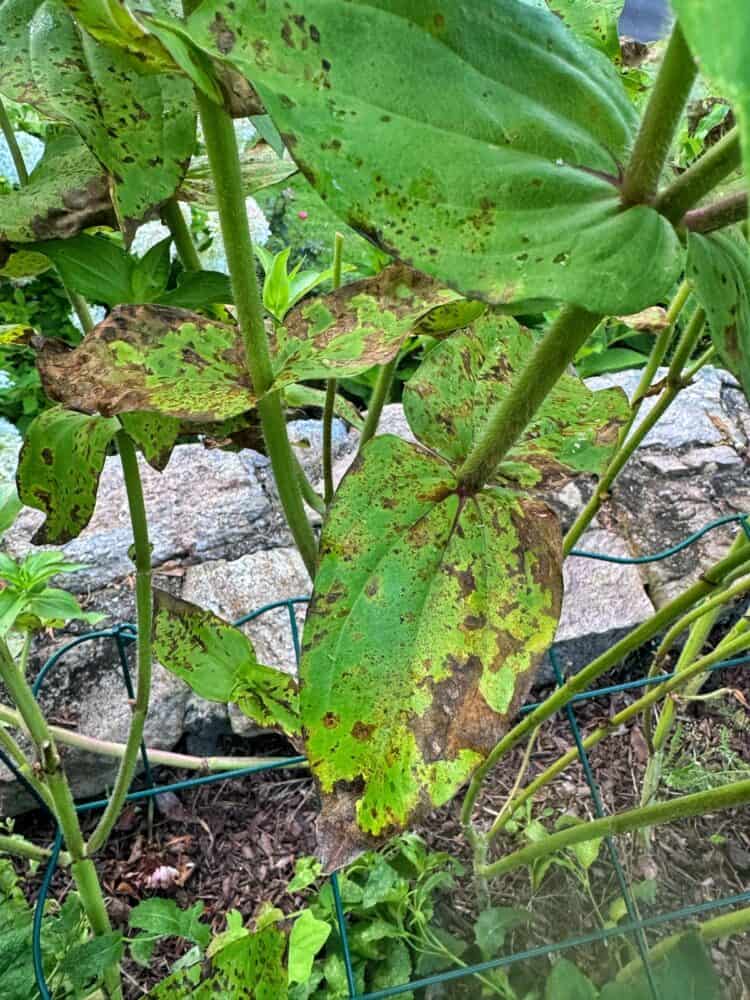 Several green leaves with brown and yellow spots, some curling at the edges, are attached to fuzzy stems. Rocks and soil are visible beneath the plant, and a green wire garden fence is in the foreground. Looks like zinnia leaf spot but can't tell the specific disease from a photograph.