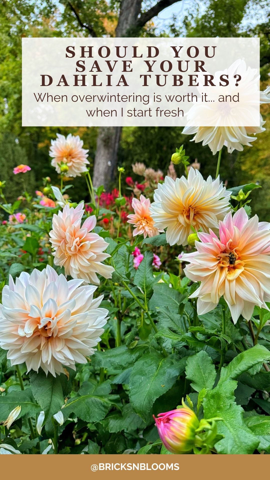 A garden of blooming dahlias with pale peach and yellow petals, green leaves, and a tree in the background. Text overlay discusses how to save dahlia tubers as well as overwintering advice.