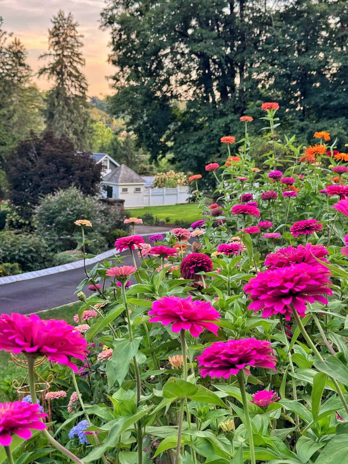 Bright pink and orange zinnias blooming in a garden beside a driveway, with trees, green lawn, and a white fence and house in the background under a partly cloudy sky at sunset.