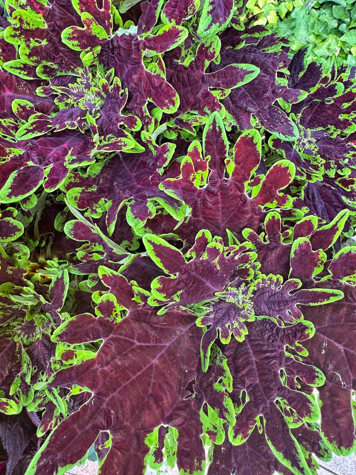 Large, leafy coleus plants with deep burgundy centers and bright green, jagged edges overlapping each other, creating a vibrant, textured pattern. The colorful foliage fills the image, showing detail in the veins and leaf shapes.