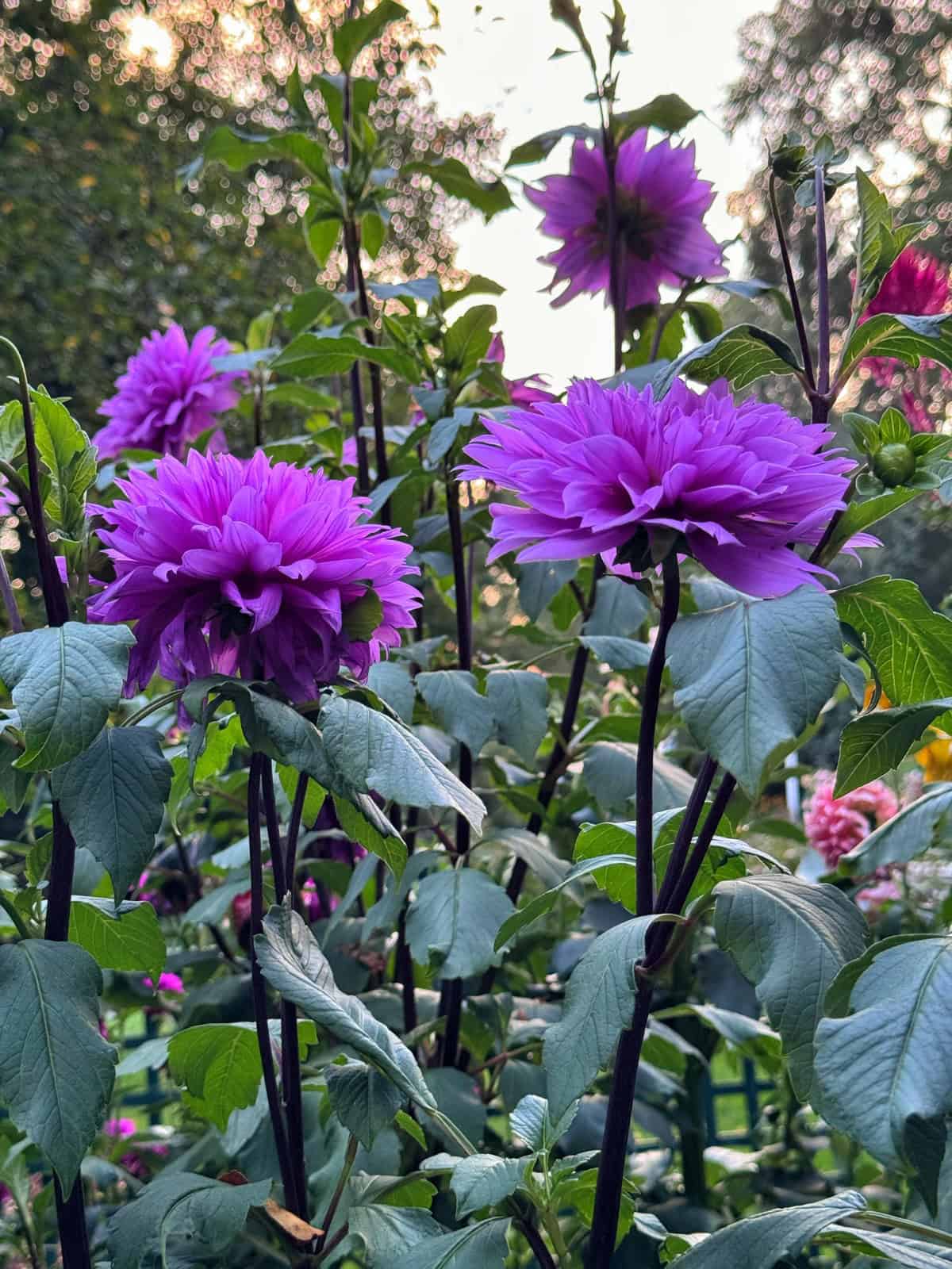 Bright purple dahlias with lush green leaves stand tall in a garden, with additional flowers and trees softly blurred in the background under a partly cloudy sky. Dahlia variety is lilac time