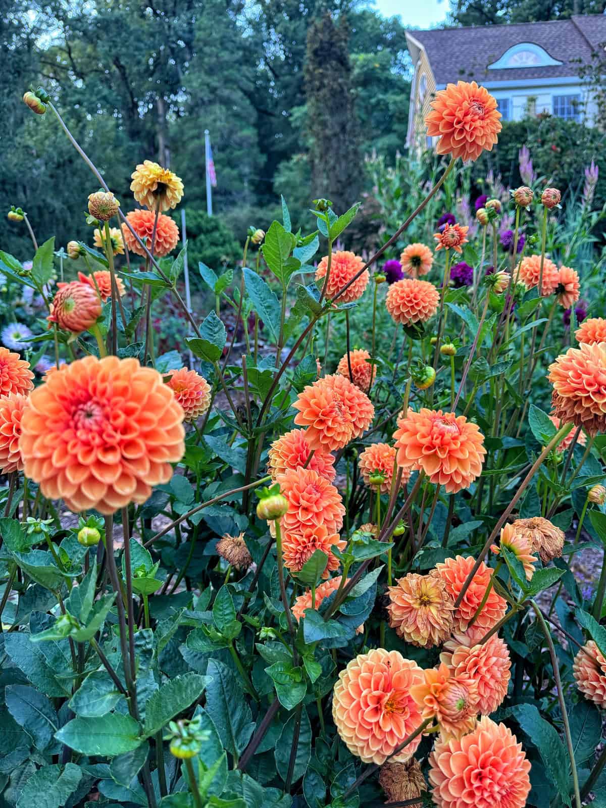 Pom Pom Orange dahlias with round, layered petals bloom in a lush garden. Green leaves and stems surround the flowers, with trees and a building visible in the background. The scene is bright and vibrant.