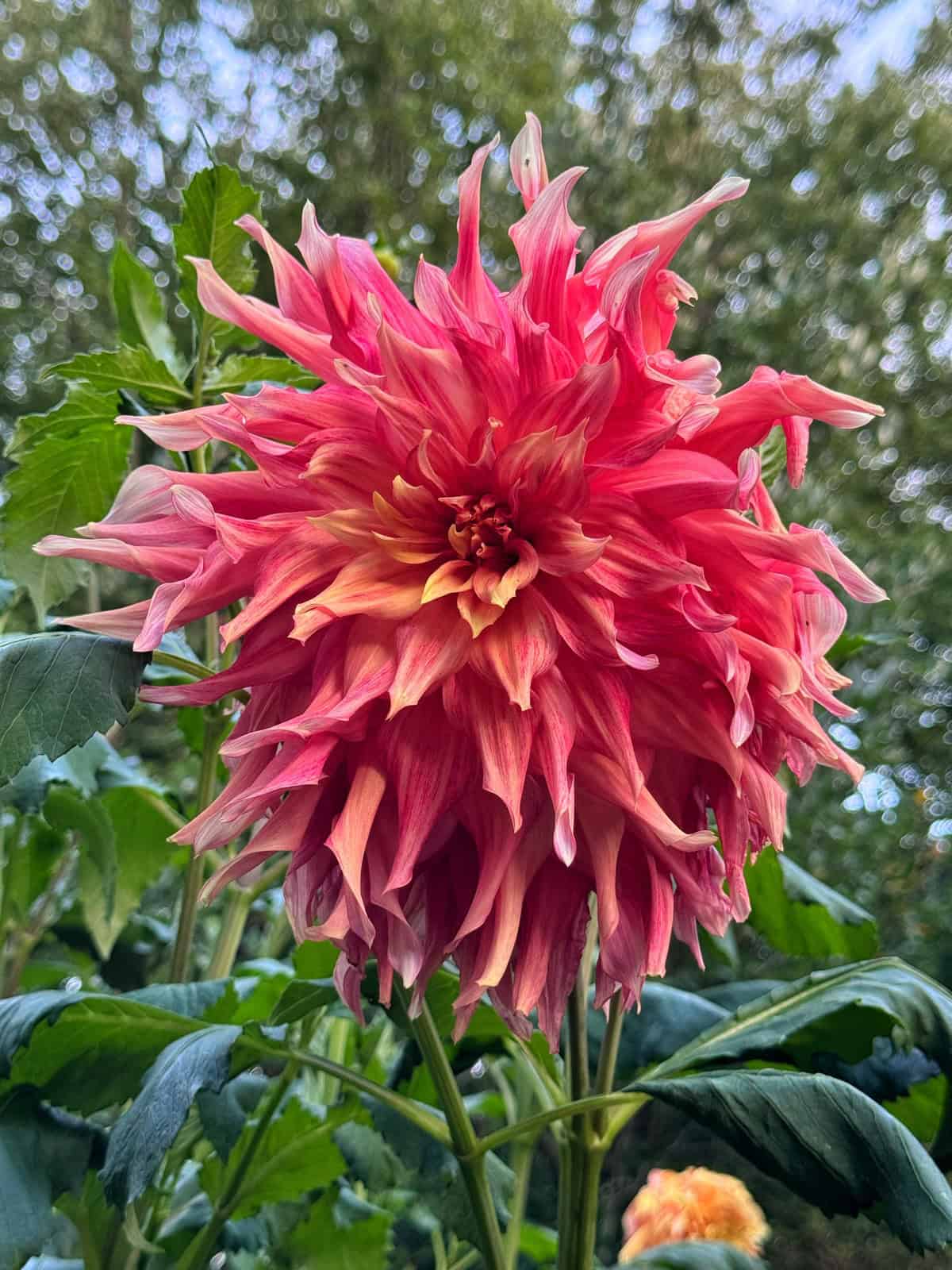Large pink and yellow dahlia flower in full bloom, surrounded by green leaves, with blurred trees and sky in the background. Dahlia variety is Penhill Watermelon