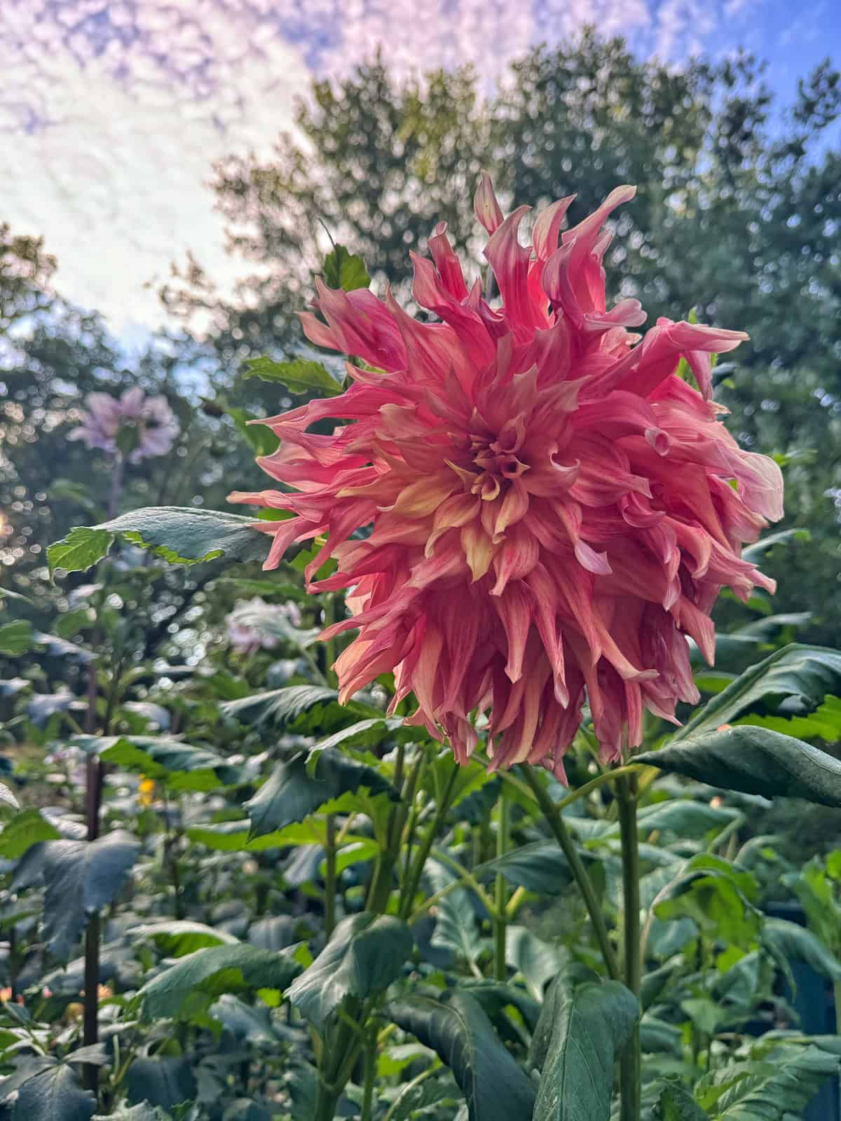 A close-up of a large, pink dahlia flower with ruffled petals in a garden, surrounded by green leaves and trees, with a partly cloudy sky in the background.
