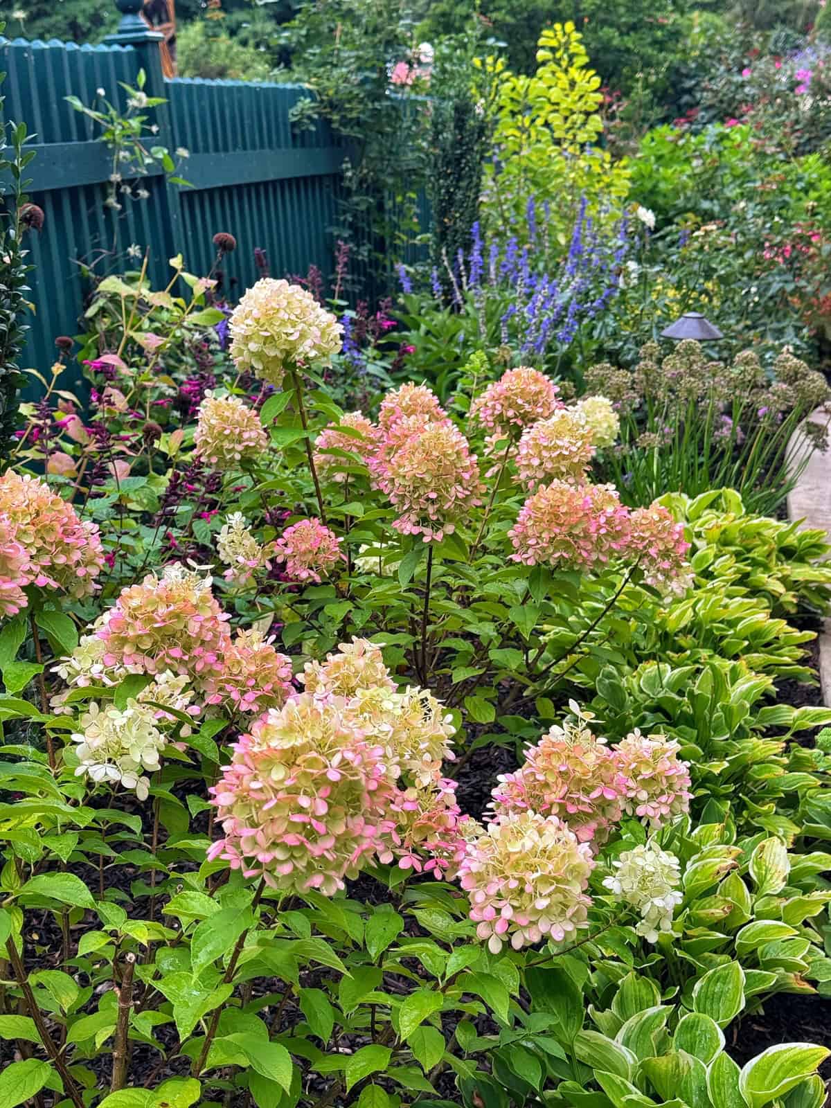 Pink and white hydrangeas bloom in a lush garden with green foliage, purple and red flowers, and a green fence in the background.