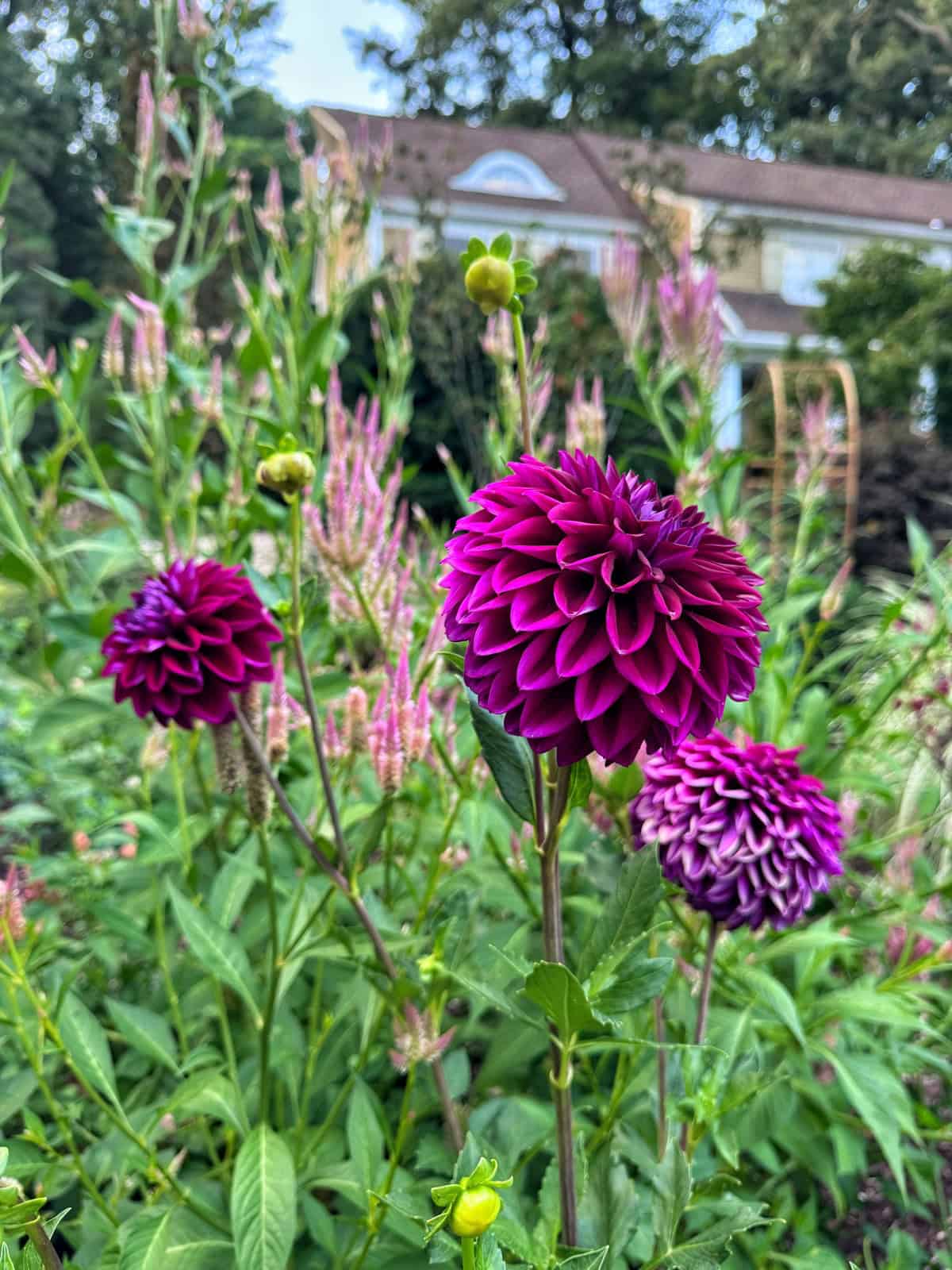 Three vibrant purple dahlias in bloom stand out among green foliage and pink celosia flowers, with a blurred house and trees visible in the background.