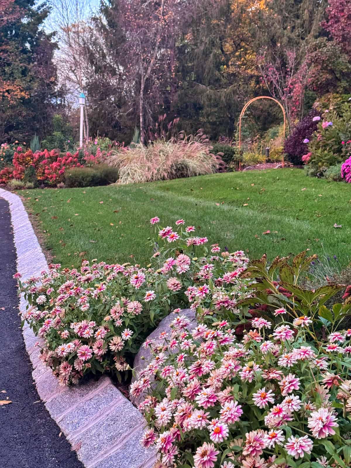Pink and white zinnia flowers blooming in a garden bed bordering a stone-edged path, with a green lawn and metal archway in the background.