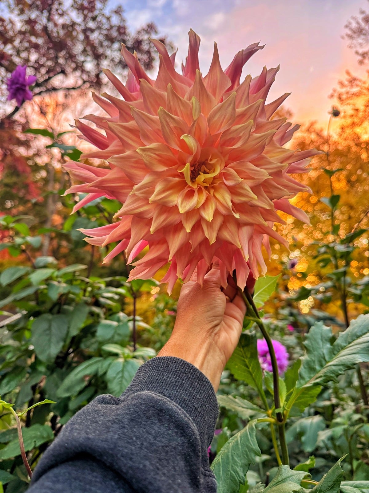 A hand holds a large, spiky peach-colored dahlia flower in a garden at sunset.
