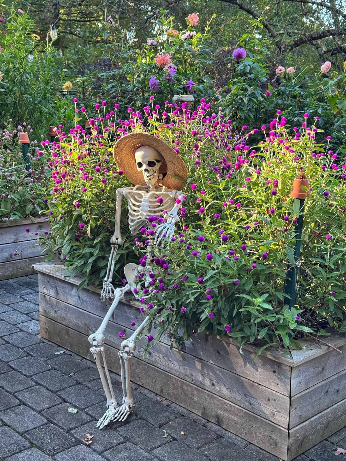 A skeleton wearing a straw hat sits in a raised garden bed filled with purple globe amaranth flowers.