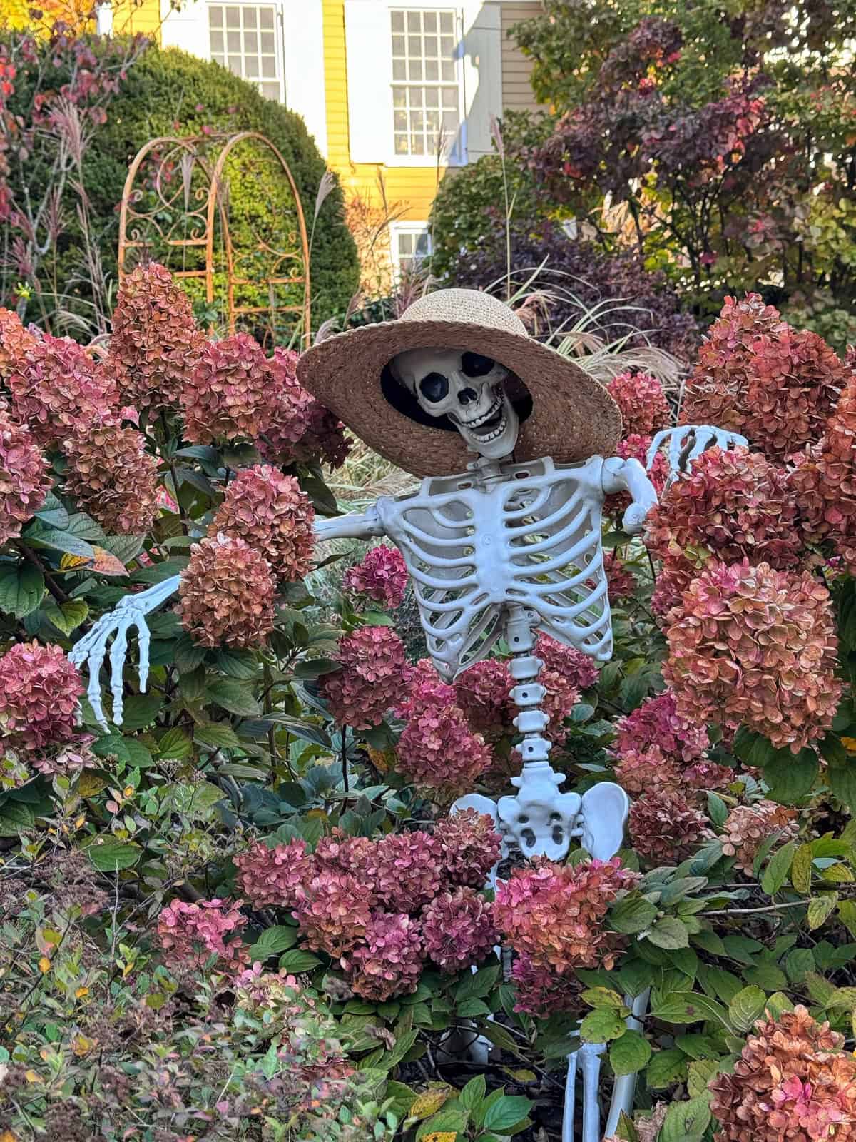 A skeleton wearing a straw hat poses among large, pink hydrangea bushes in a garden.