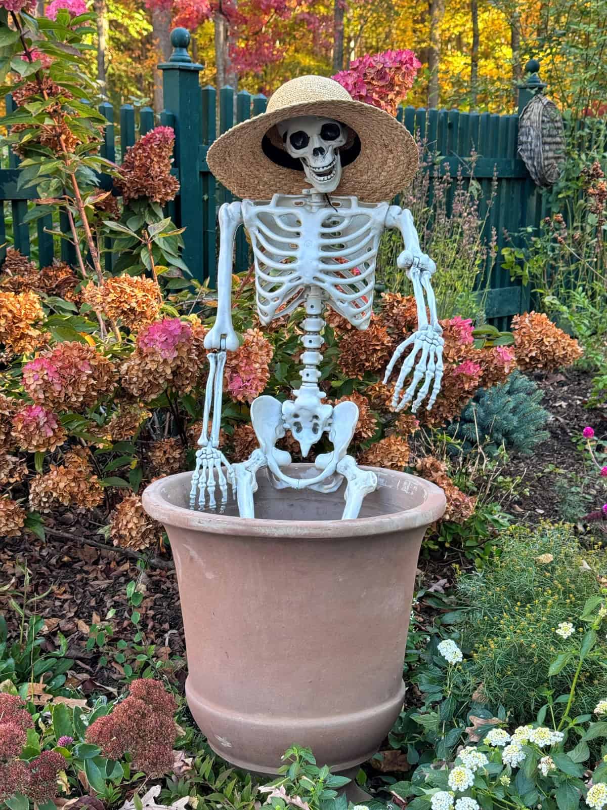 A skeleton wearing a straw hat sits inside a large terracotta garden pot in front of a fence and hydrangeas.