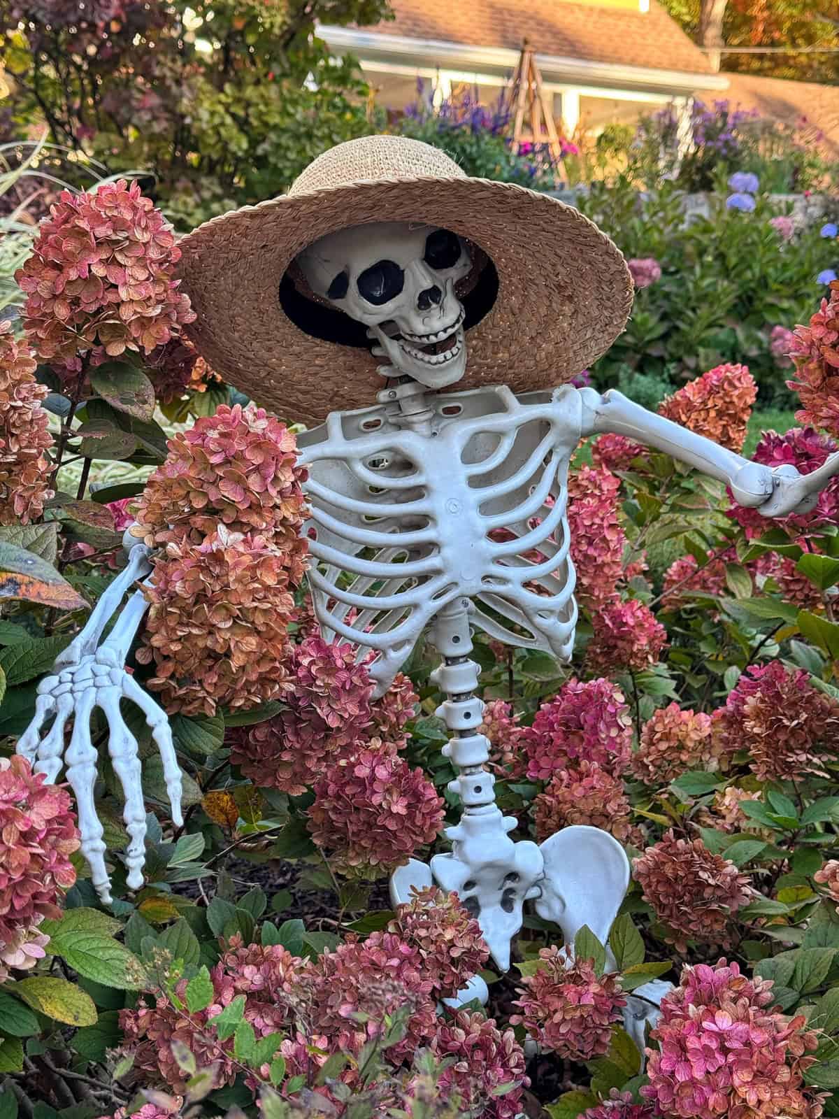 A skeleton wearing a straw hat posed among pink hydrangea bushes.