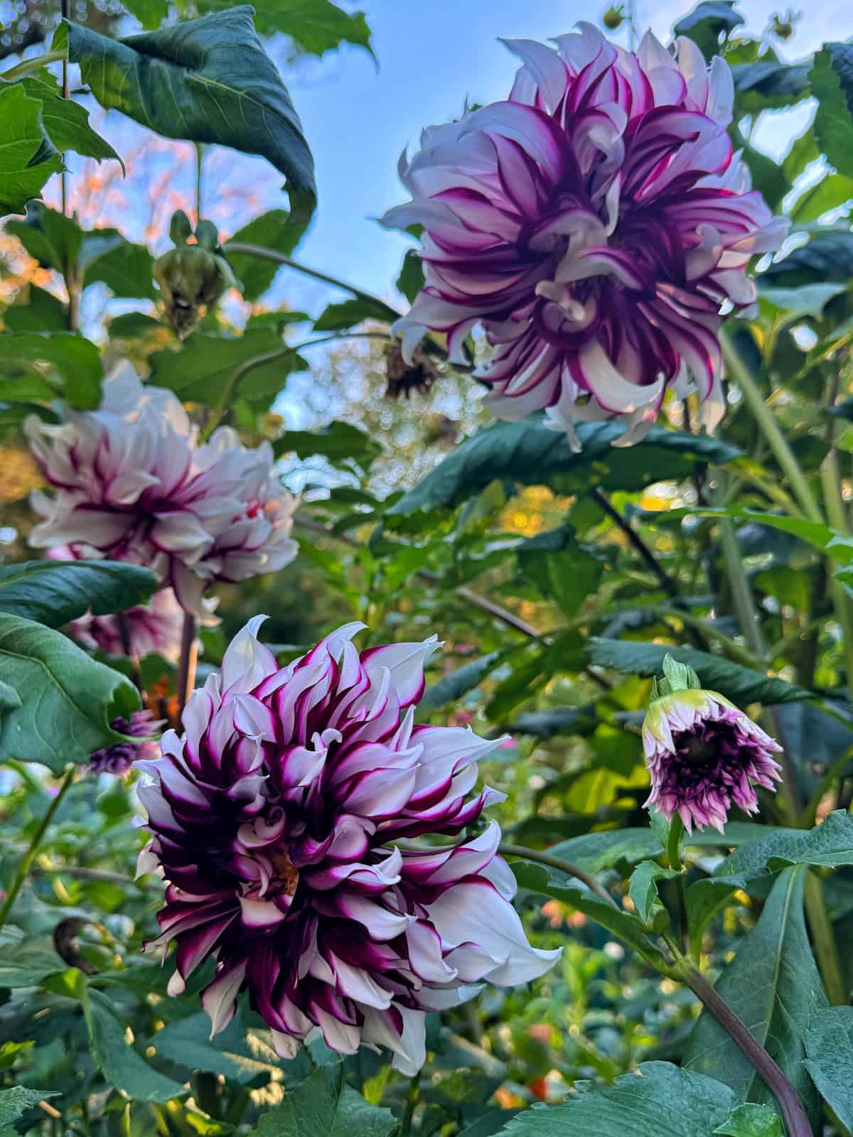 Three large, ruffled dahlia flowers with white petals tipped in deep purple blooming among green leaves.
