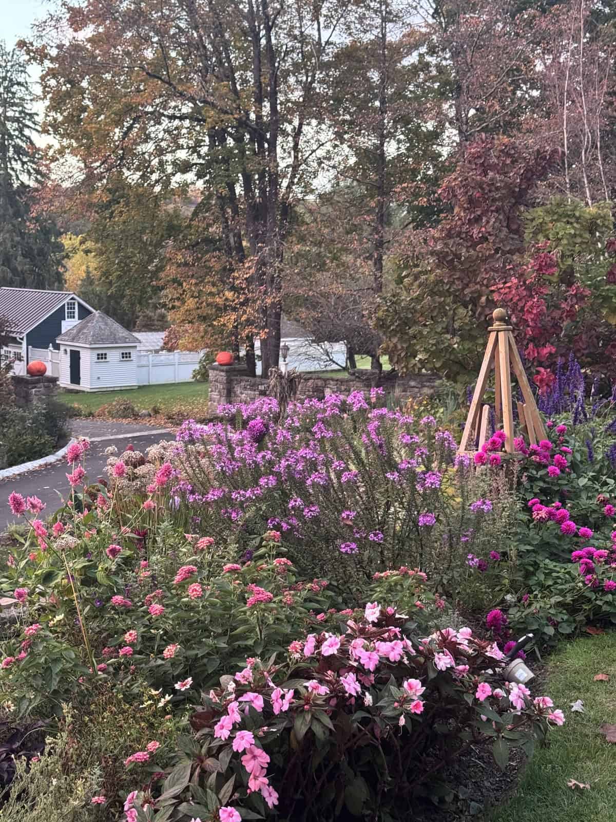 A garden bed with pink and purple flowers in front of a wooden trellis, with autumn trees and a white outbuilding in the background.