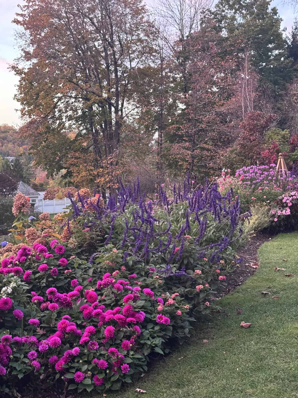 A lush garden bed with vibrant pink dahlias and tall purple salvia spikes, backed by autumn trees.